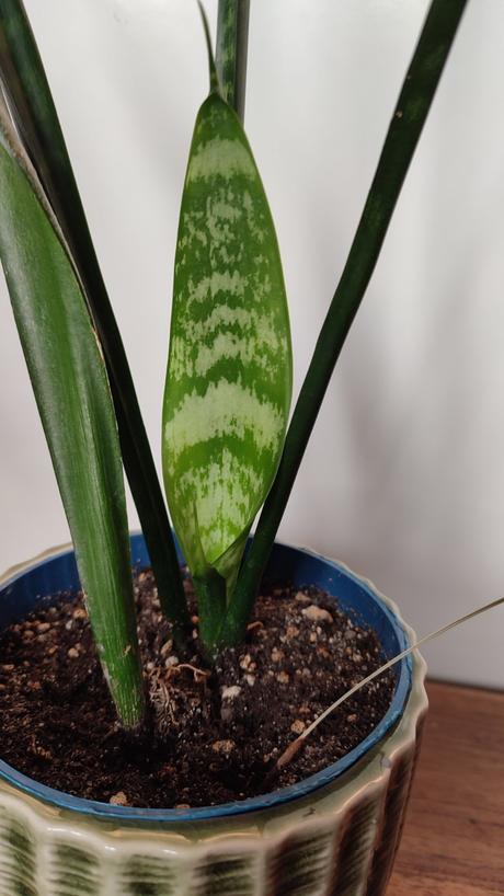 Sansevieria, 