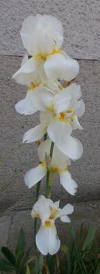 Biely iris, 