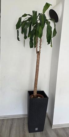 Kvet dracena 190cm, 