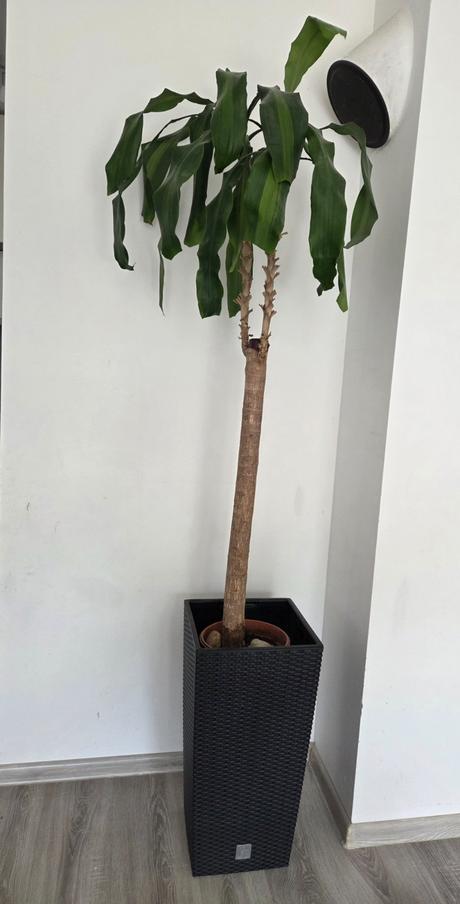 Kvet dracena 190cm, 