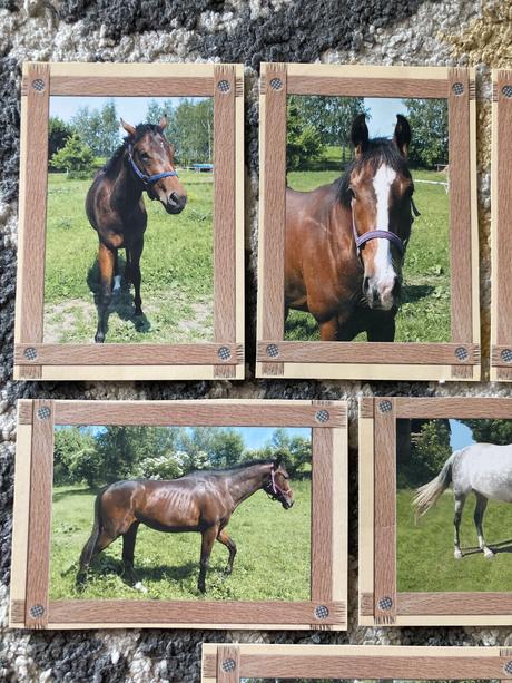 Pohľadnice koní nepopísané 6ks,