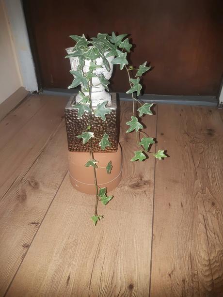 Hedera-brečtan popinavý 2,50e, 