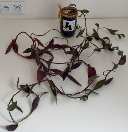 Tradescantia pallida purple heart č.4 za 3eur,