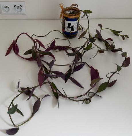 Tradescantia pallida purple heart č.4 za 3eur,