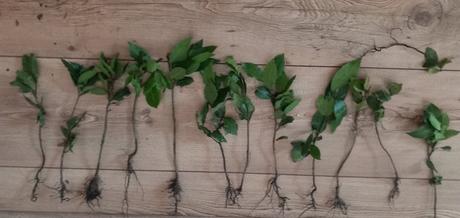 Levandula 2.50e bobkovy list vacsi 3.90 mensi 2.50,