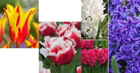 Luxusne holandske tulioany za zlomok ceny, 