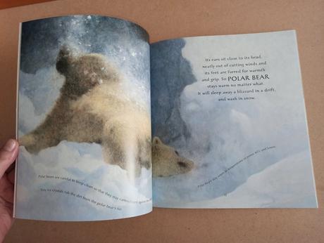 Nicola davies - ice bear, 