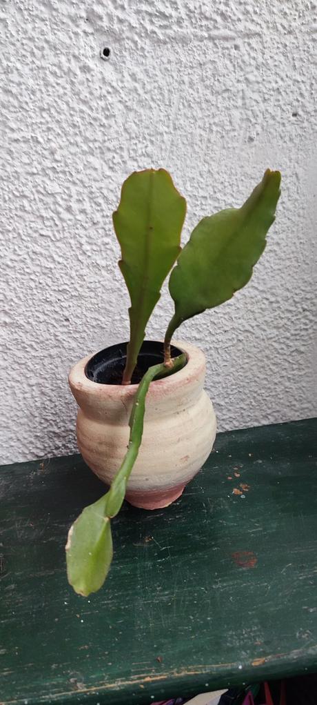 Epiphylum phyllanthus, 