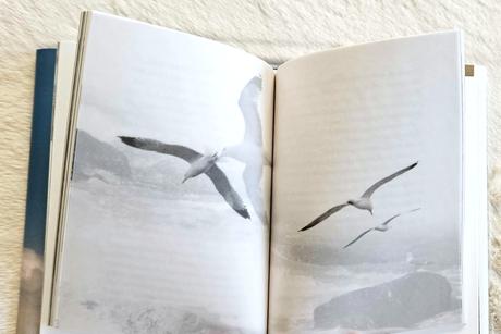 Kniha čajka jonathan livingston, 