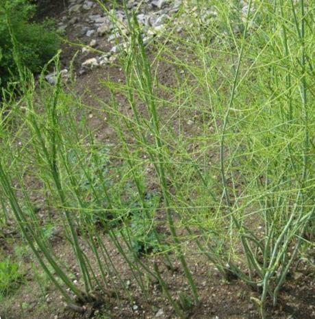 Asparagus lekarsky - špargla - asparat,