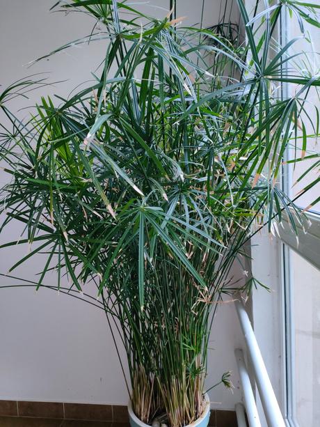 Šáchor vysoký 2 m rozrastený, 