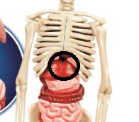 Čo spôsobuje divný tras v bruchu?