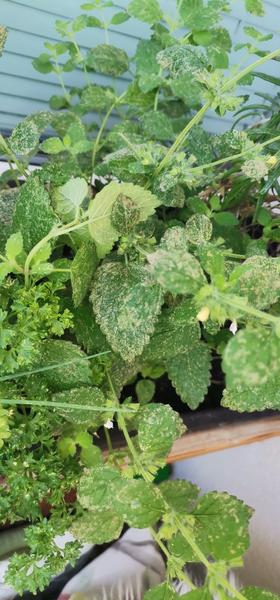 Fľaky na bylinkách