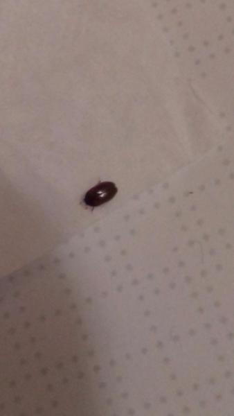 Čudo v prenajatom byte