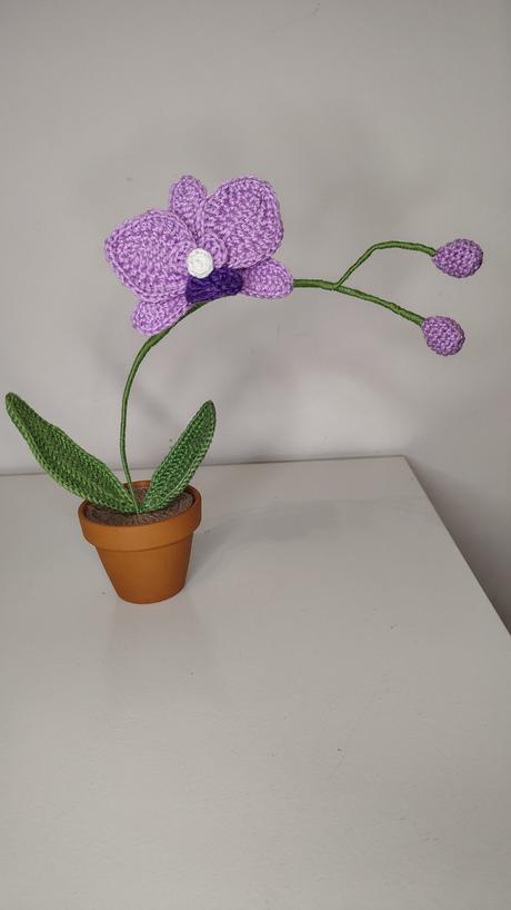 Háčkovaná orchidea, 