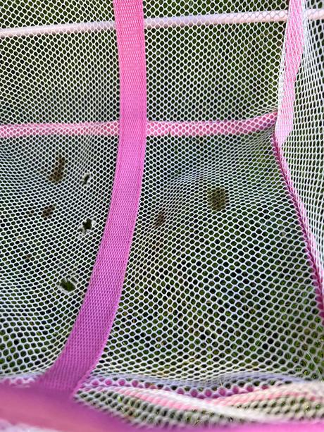 Kočiarik pre bábiky, 