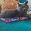 synovi sme na narodky kupili monopoly ko