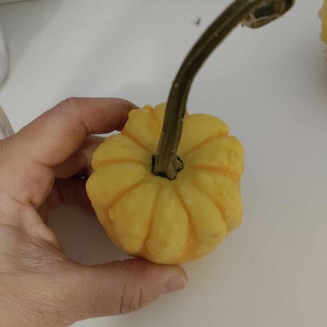 Semienka tekvice, bylinky, kvety,