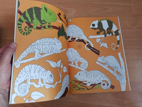 Animal kingdom doodle book,