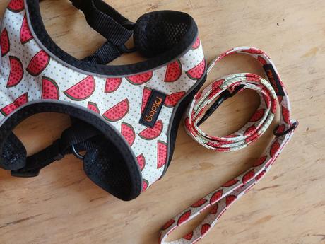 Melónová sada pre psíka,