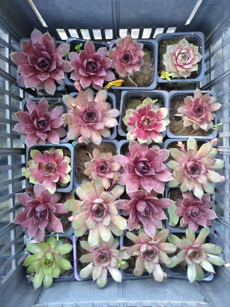 Ružové skalné ruže,