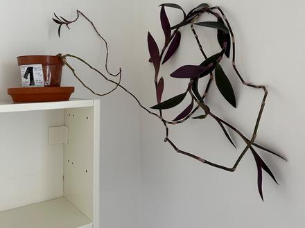 Tradescantia pallida v kvetináči za 2eur, 