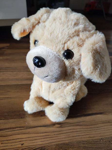 Psík hafík lumpík retriever, 