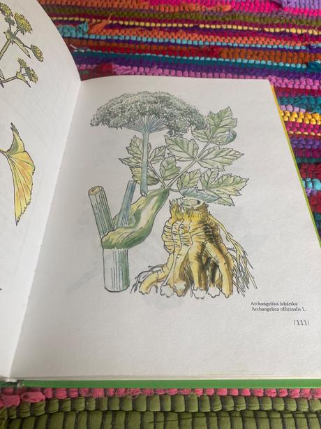 Zázrak menom fytoterapia liečivé byliny, 