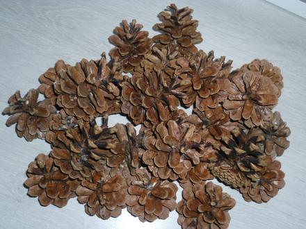 Borovicové šišky, 