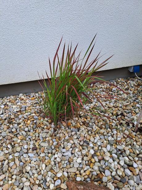 Sadeničky okrasnych kvetov,, 