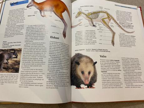 Savci vědomosti v kostce anatomie chování oblasti, 