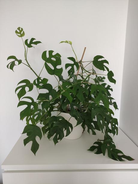 Monstera-zakorenene odrezky na predaj, 