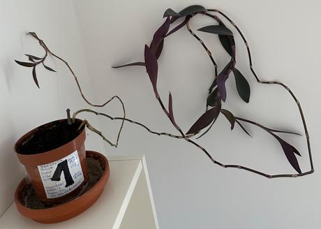 Tradescantia pallida v kvetináči za 2eur, 