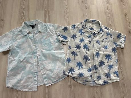 Kosela s palmami, zara,128