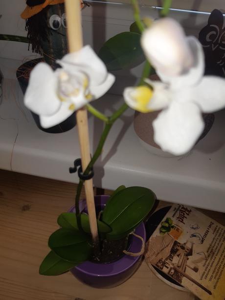 Mini orchidea, 
