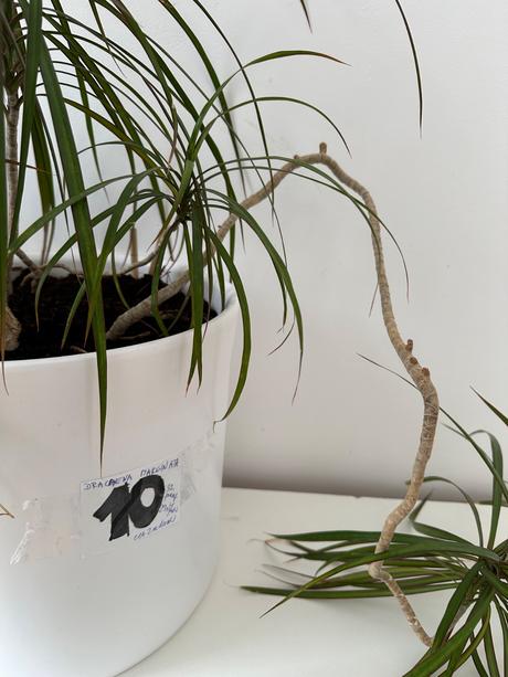 Predám dracaenu marginatu 2metrovú za 50eur, 