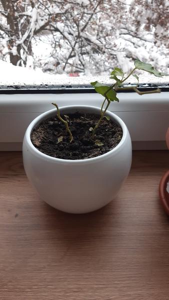 Ako vzkriesim tieto kvety?