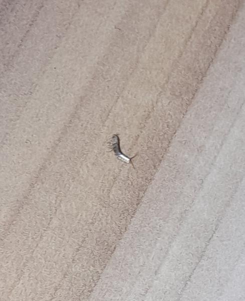 Je to ploštica alebo niečo iné?