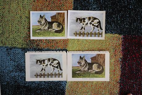 Obrazy/postery/obrázky zvierat,