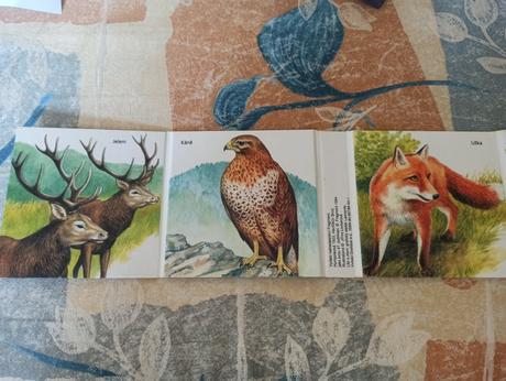 -leporelo, v lese, citana, 