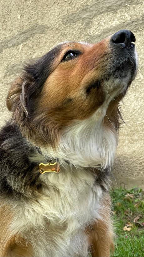 Menovky pre psíkov, 