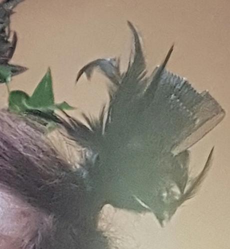 Fascinátor - spona do vlasov - prilezitostne,