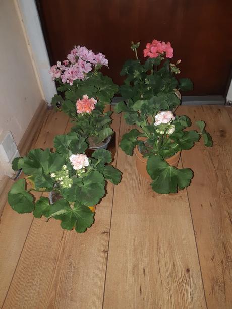 Ruzickovy muskat ,anglicky ,vzpriameny, 