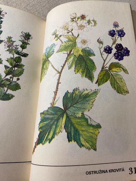 Zber divo rastúcich liečivých rastlín,