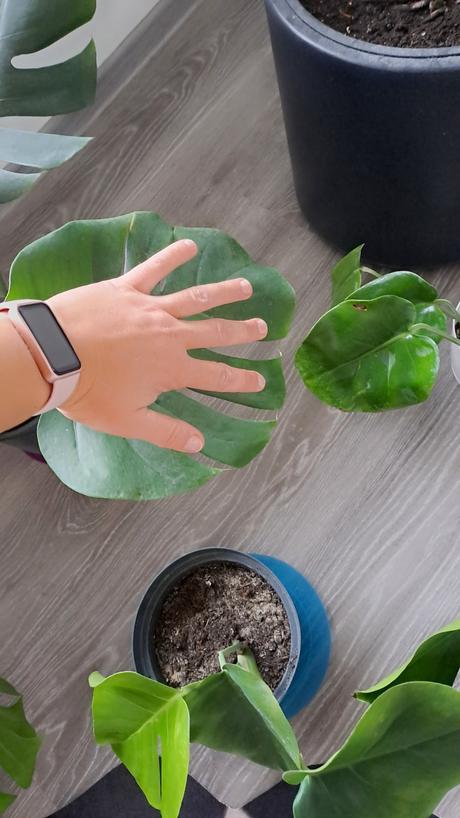 Monstera kvet, 40-50cm, 