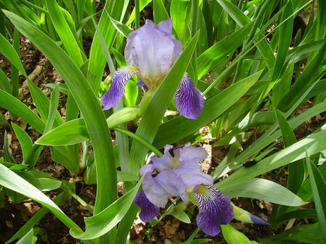 Vysoké fialové kosatce - výmena za inú farbu, 