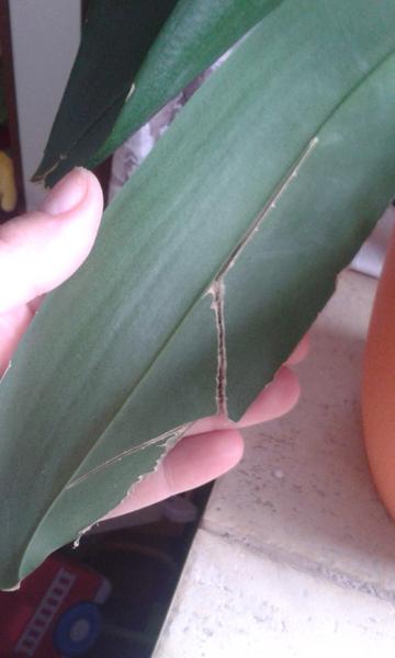 Orchidea - problémy s listami