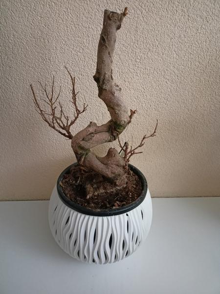 Dá sa tento fikus vzkriesiť?