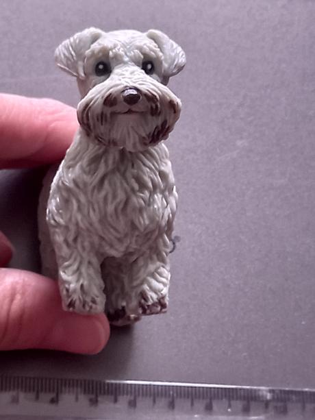 Pes jorkšírsky teriér sivý reaguje na teplo, 