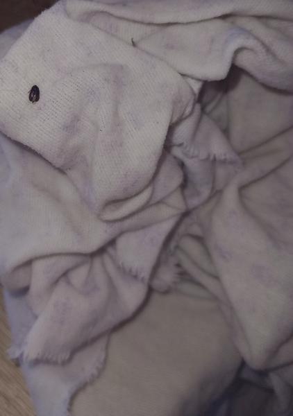 Identifikácia neznámeho hmyzu na podlahe doma